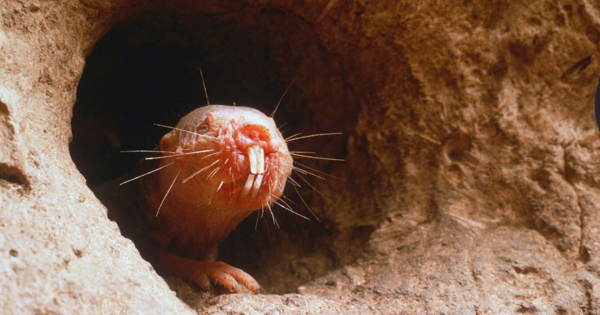 Care animal folosește dinții pentru a simți? Testul de cultură generală