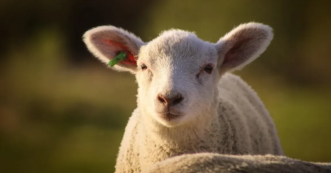 Cat-costa-in-Lidl-Kaufland-Auchan-Selgros-si-La-Cocos-mielul-in-2026.-Diferenta-apare-la-tipul-de-pr.webp - NewsFactor