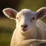 Cat-costa-in-Lidl-Kaufland-Auchan-Selgros-si-La-Cocos-mielul-in-2026.-Diferenta-apare-la-tipul-de-pr.webp - NewsFactor