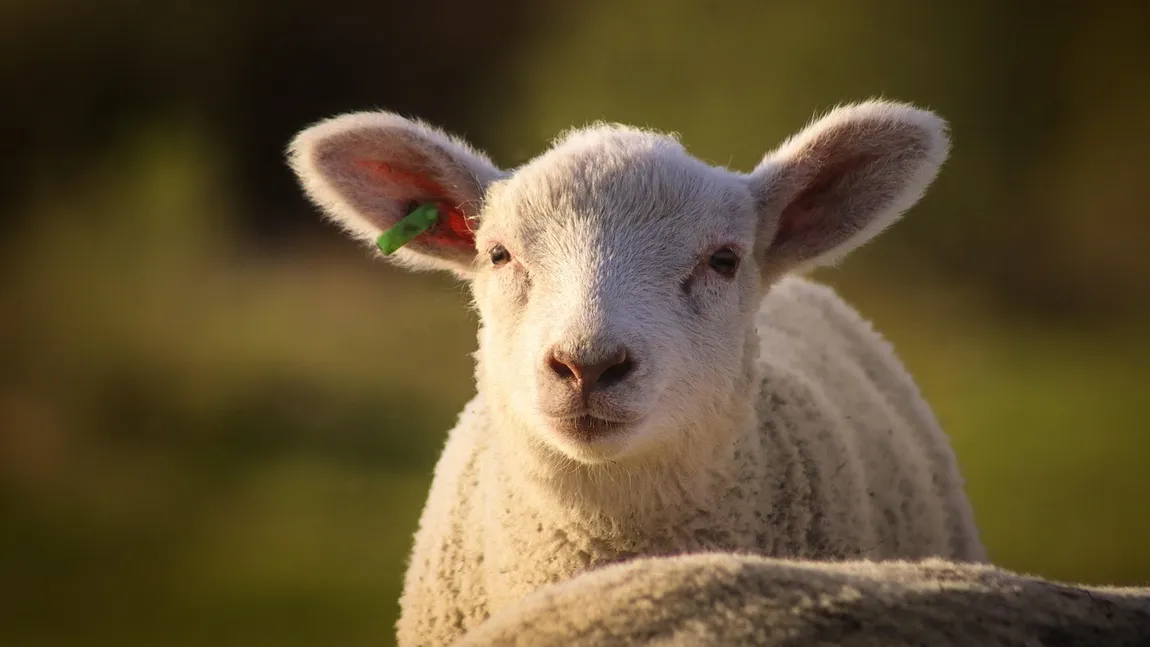 Prețurile la carnea de miel: unde găsești cele mai bune oferte înainte de Paște Cu apropierea sărbătorilor pascale, românii încep să-și facă planuri pentru masa de Paște