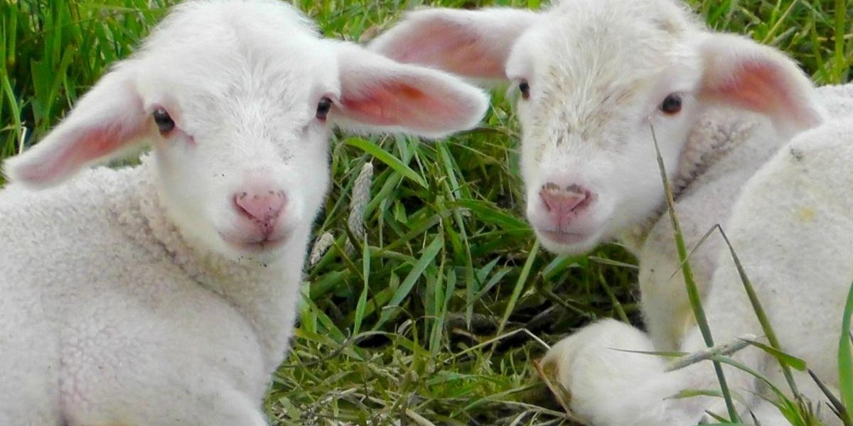 Ce-poti-pune-pe-masa-de-Paste-daca-nu-iti-permiti-mielul.jpg - NewsFactor