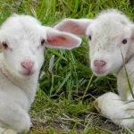 Ce-poti-pune-pe-masa-de-Paste-daca-nu-iti-permiti-mielul.jpg - NewsFactor