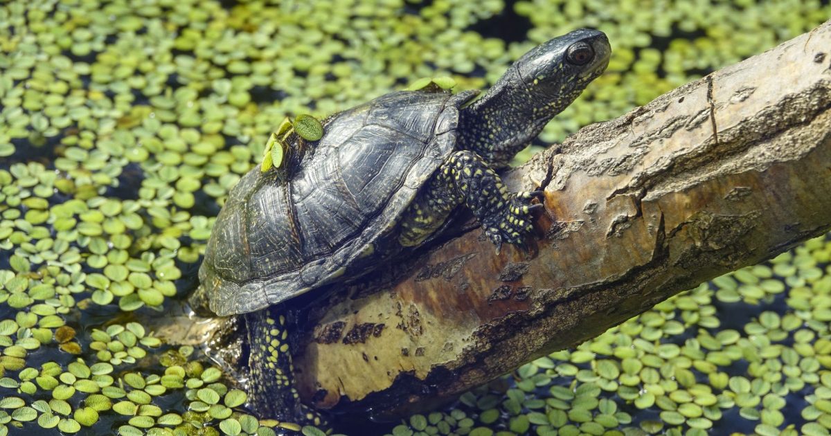 Neanderthalienii Juniori din Germania: Vânătoare de țestoase, dar nu la cină