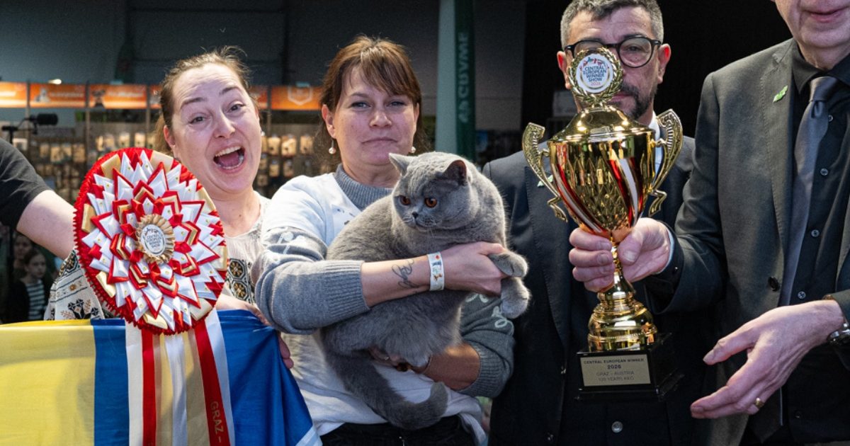 Ursoaica de Bucovina cucerește Europa: Cea mai frumoasă pisică, din România