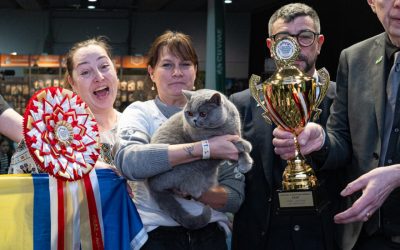 Ursoaica de Bucovina cucerește Europa: Cea mai frumoasă pisică, din România