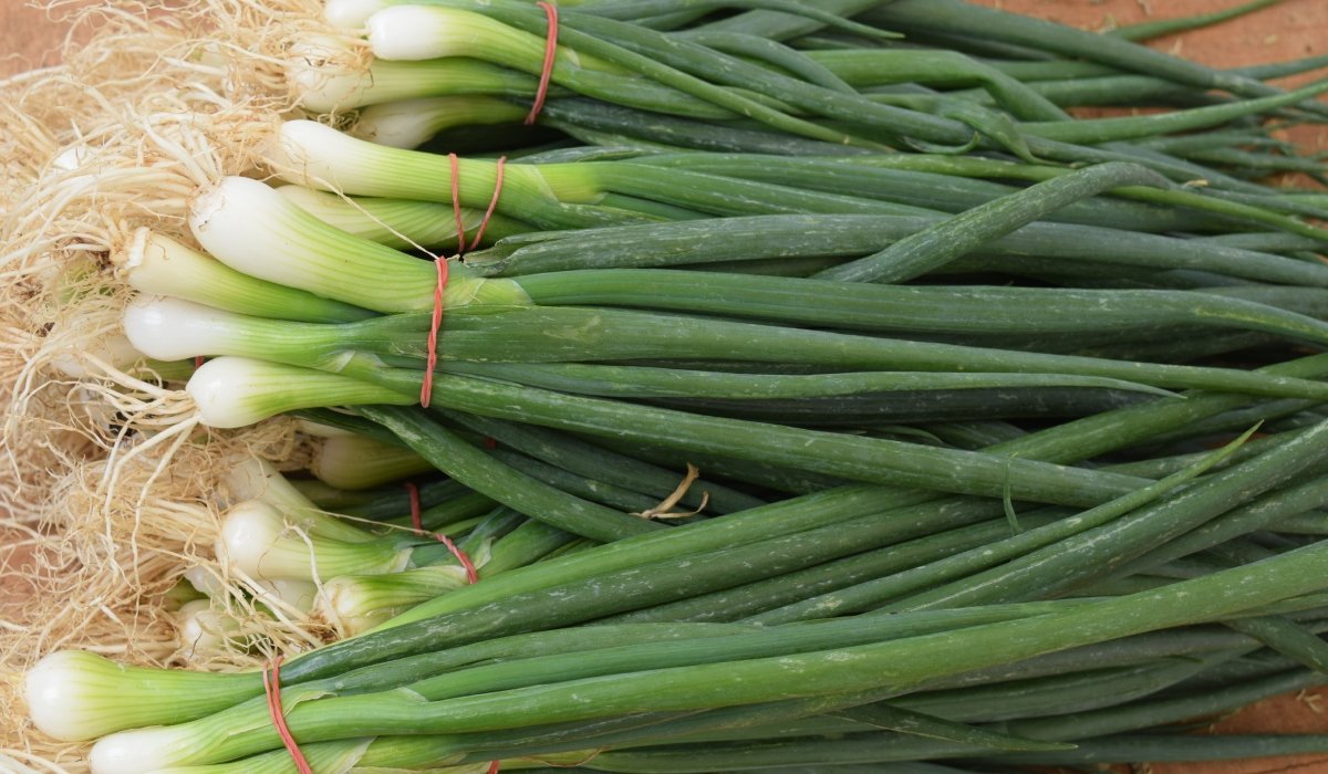 Ceapă verde: Cum o cultivi simplu, în pahar, fără pământ