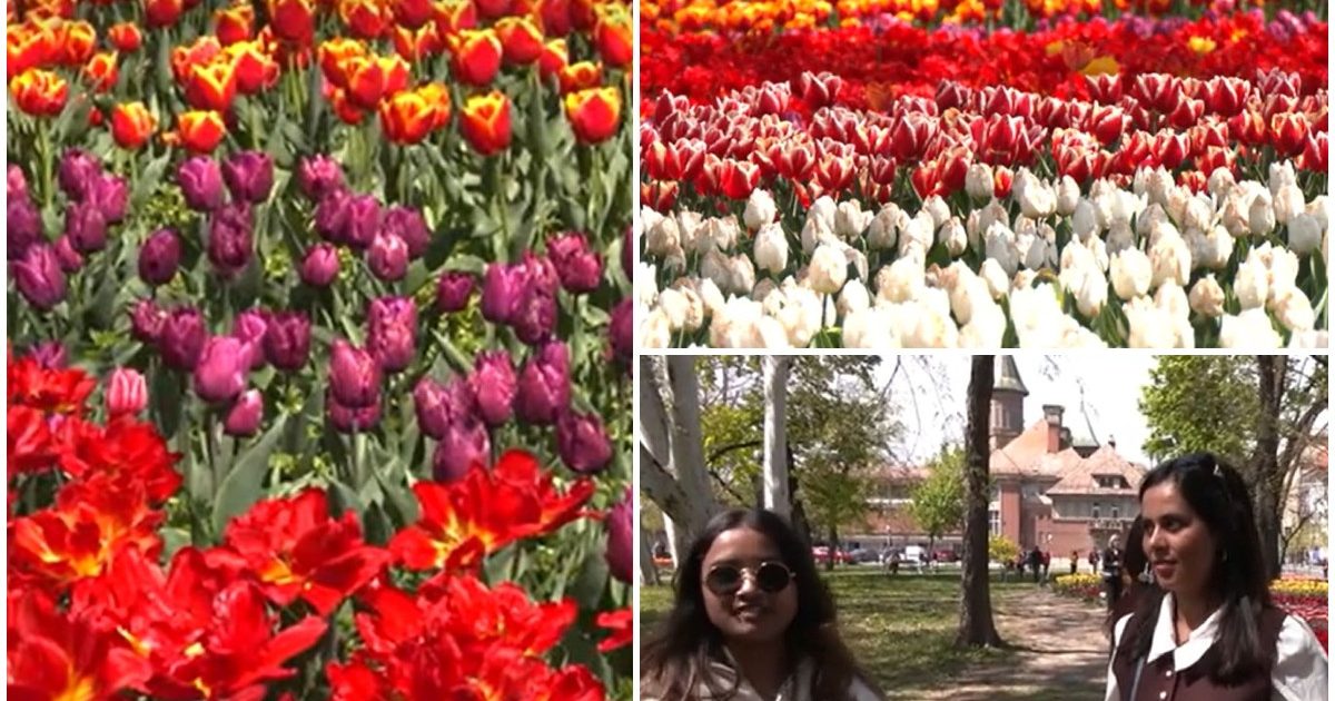 Lalelele din Timișoara atrag mii de turiști: Spectacol floral, chiar și de la 50 km!