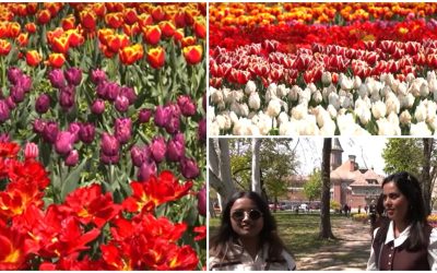 Lalelele din Timișoara atrag mii de turiști: Spectacol floral, chiar și de la 50 km!