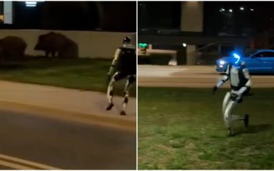 Robotul „Edward” a pus pe fugă mistreții prin Varșovia, a șocat Capitala
