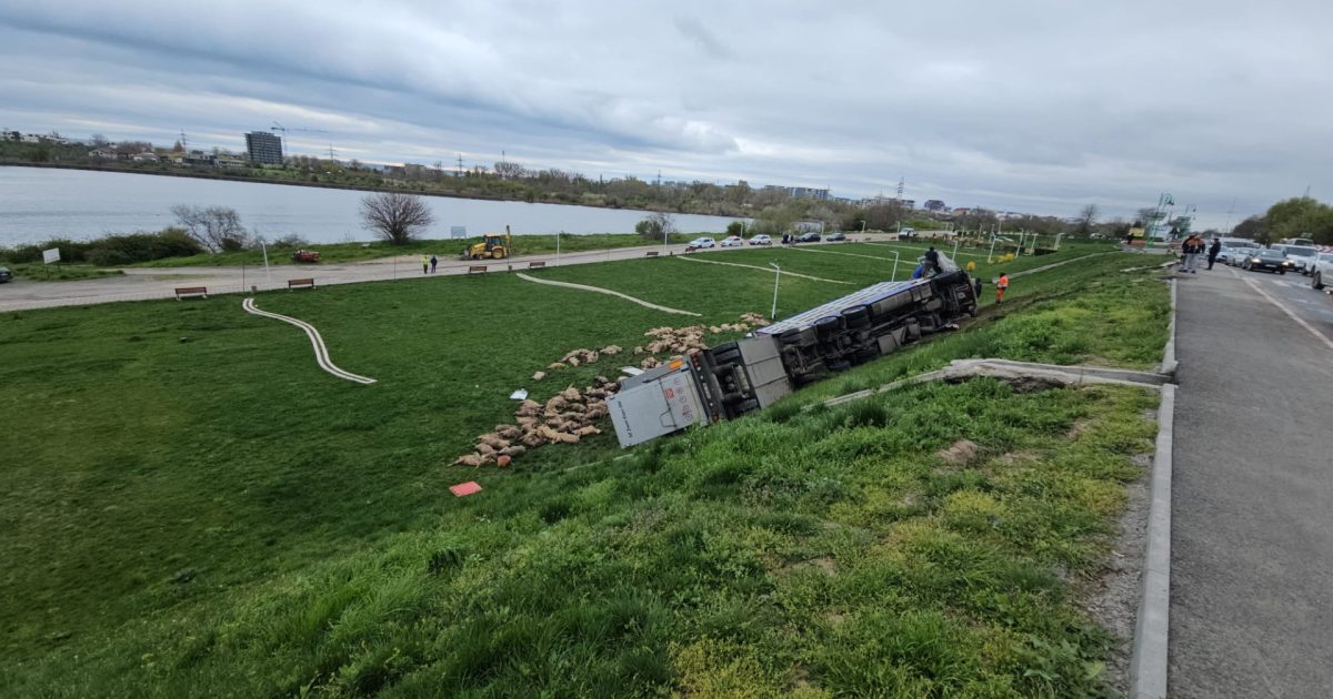 Autostradă sângeroasă: Camion cu oi răsturnat, 160 de animale moarte