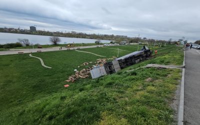 Autostradă sângeroasă: Camion cu oi răsturnat, 160 de animale moarte