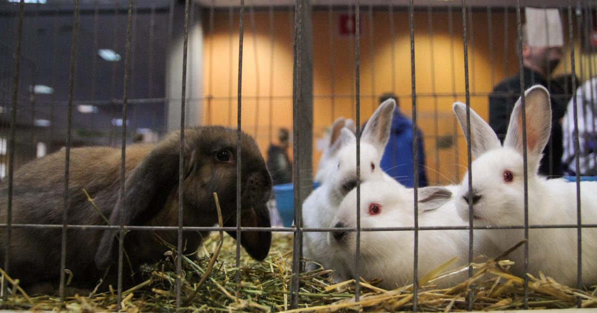 Un iepure, NU un cadou de sezon: Sfatul specialiștilor în protecția animalelor