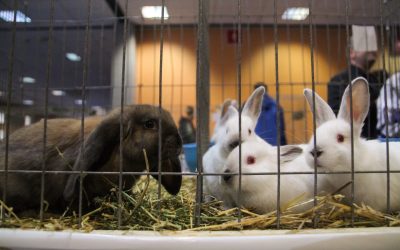 Un iepure, NU un cadou de sezon: Sfatul specialiștilor în protecția animalelor