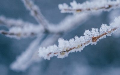 Ger năprasnic în Maramureș: -13 grade la munte, livezile, distruse