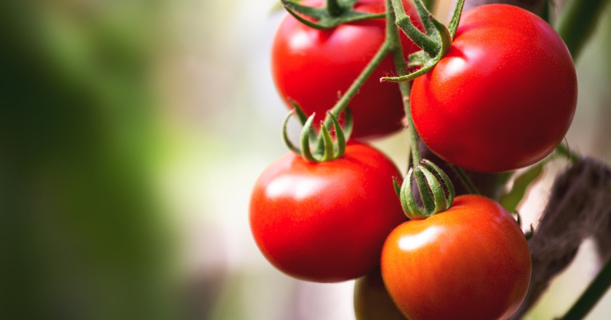 Roșiile românești, la preț record: „Cele mai mari costuri din istorie”