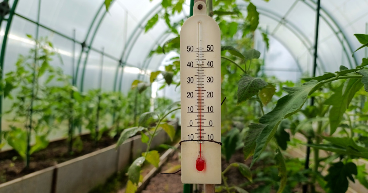 Răsadurile, în suferință: Temperaturile extreme pun la încercare legumicultorii din România