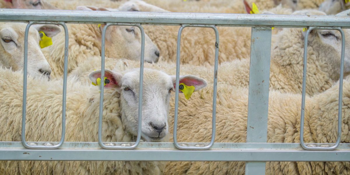 Jmhhc2g9ZDJkMGM3NDY0MThlMzJlNGYzZjhkOTE2ZTY5YmM1NDE.thumb_.jpg - NewsFactor