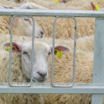 Jmhhc2g9ZDJkMGM3NDY0MThlMzJlNGYzZjhkOTE2ZTY5YmM1NDE.thumb_.jpg - NewsFactor