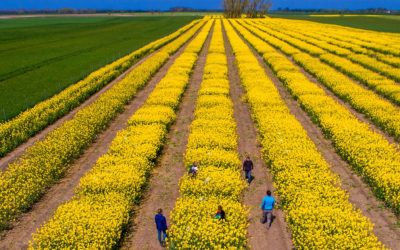 SUA vs. Iran zguduie piețele agricole, dar România e la adăpost, spune expertul Cezar Gheorghe