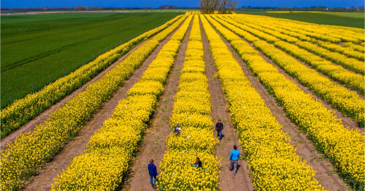 SUA vs. Iran zguduie piețele agricole, dar România e la adăpost, spune expertul Cezar Gheorghe