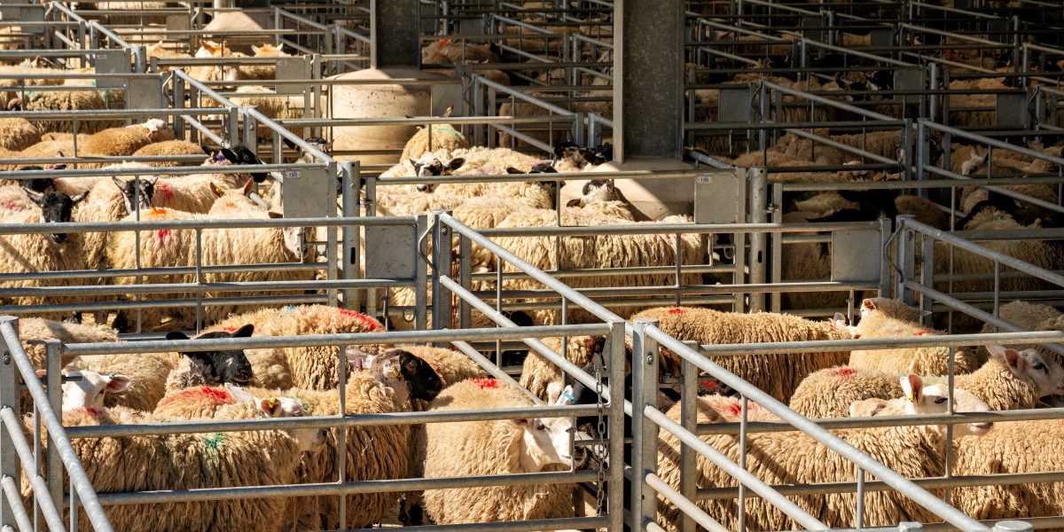 Jmhhc2g9ZWY3Njk0ZWMxMWQ4ZmFhY2ExNGUzNDZmNDU2NTZkYzU.thumb_.jpg - NewsFactor