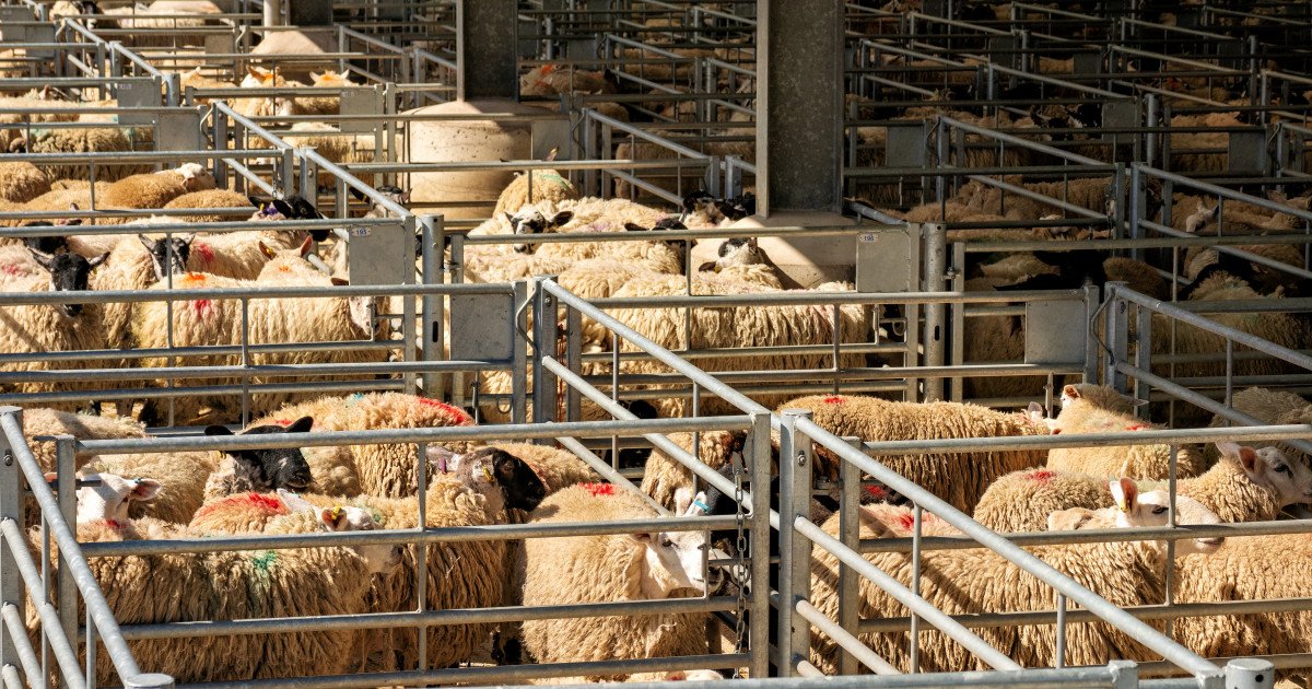 Algeria vrea să importe peste un milion de ovine din România în 2027 Autoritatea Națională Sanitară Veterinară și pentru Siguranța Alimentelor (ANSVSA) a anunțat că statul Algeria și-a exprimat intenția de a importa din România peste un milion de ovine în anul 2027
