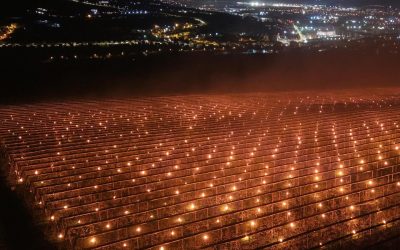 Cum se apără o fermă din Cluj de ger: Lumânările anti-îngheț, secretul recoltei