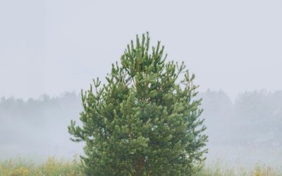 Meteo: Prognoză SUMBRĂ în Mid-Michigan pe 17 Aprilie