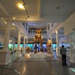 Antipa și Țăranului, deschise de Paște la București. Programul muzeelor