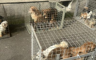 Apartament-groază în București: 25 de câini, salvați de ASPA din chinuri