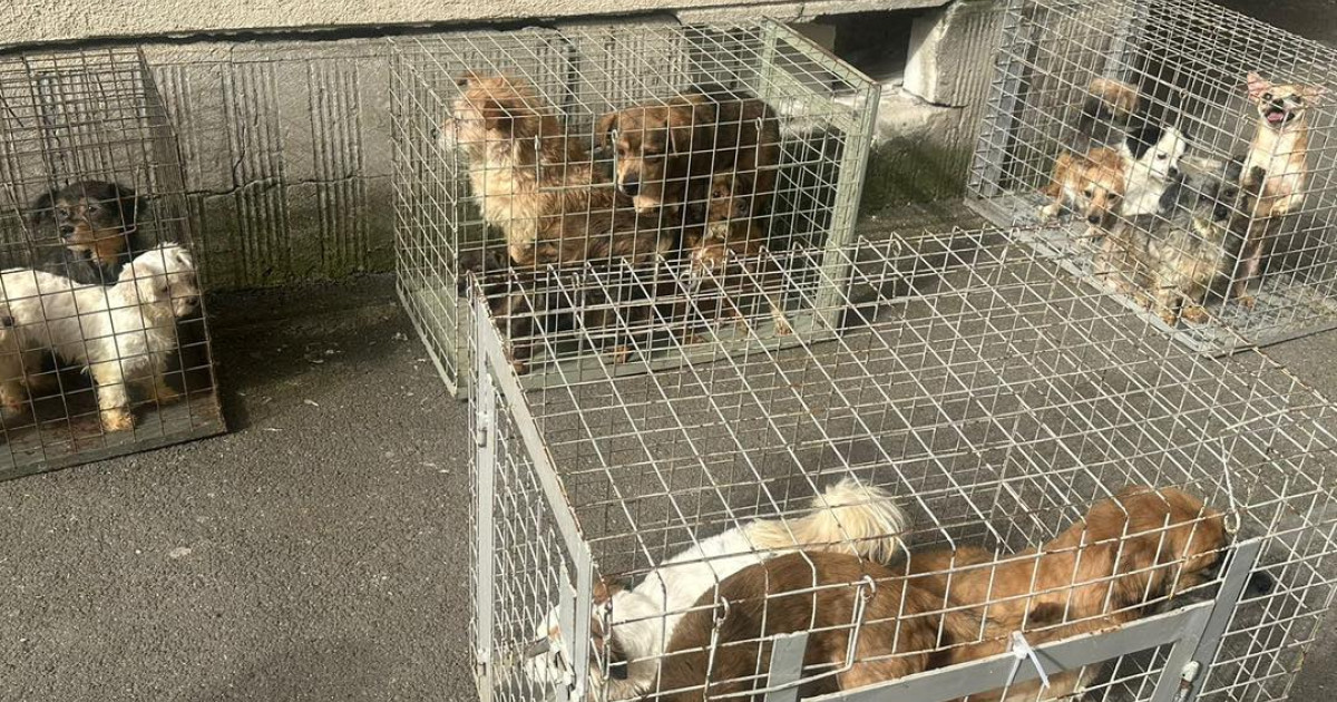 Apartament-groază în București: 25 de câini, salvați de ASPA din chinuri