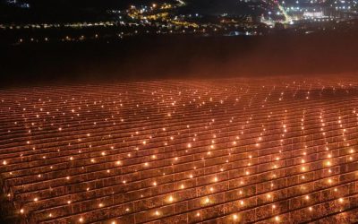 Costuri colosale pentru pomii fructiferi: Fermierul a „ars” 40.000 de euro