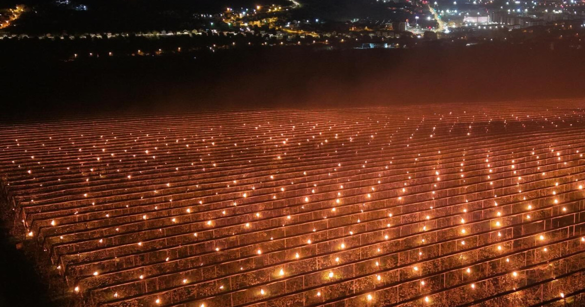 Costuri colosale pentru pomii fructiferi: Fermierul a „ars” 40.000 de euro