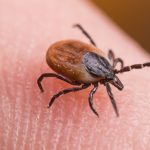 Noua-arma-impotriva-capuselor-Ce-au-descoperit-oamenii-de-stiinta-francezi.jpg - NewsFactor