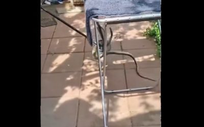 Șarpe de 2 metri, SURPRIZĂ în casa unei Gălățence: A sunat la 112!