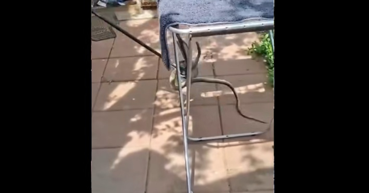 Șarpe de 2 metri, SURPRIZĂ în casa unei Gălățence: A sunat la 112!