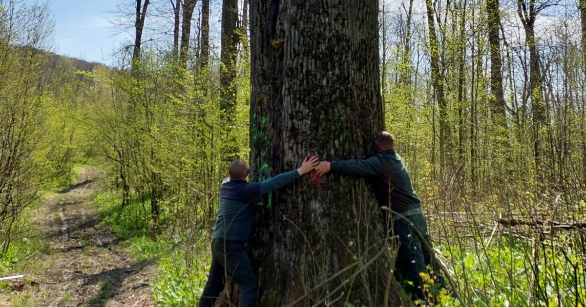 Diana Buzoianu salvează copacii seculari de lângă Iași: „Vor fi lăsați pentru biodiversitate”