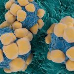 PWIyMjQ0ZjUxNzkwNTBjMTJhMGE2NzZlNGFiZDBjYjBj.thumb_.jpg - NewsFactor