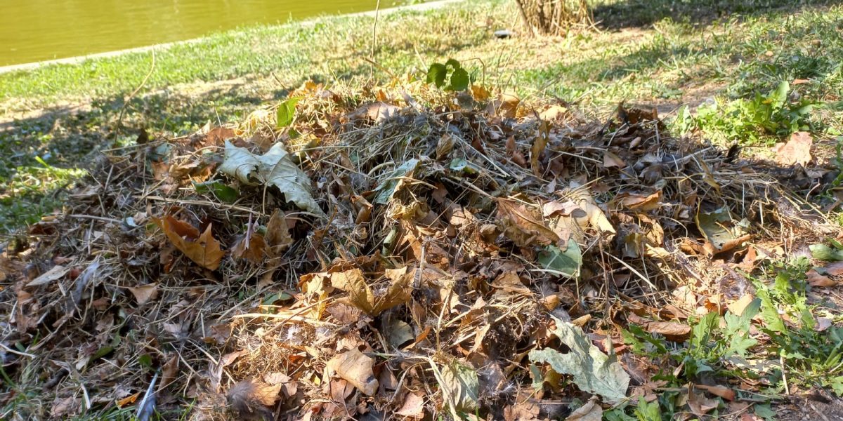 Parcul-Cismigiu-7.jpeg - NewsFactor