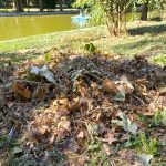 Parcul-Cismigiu-7.jpeg - NewsFactor