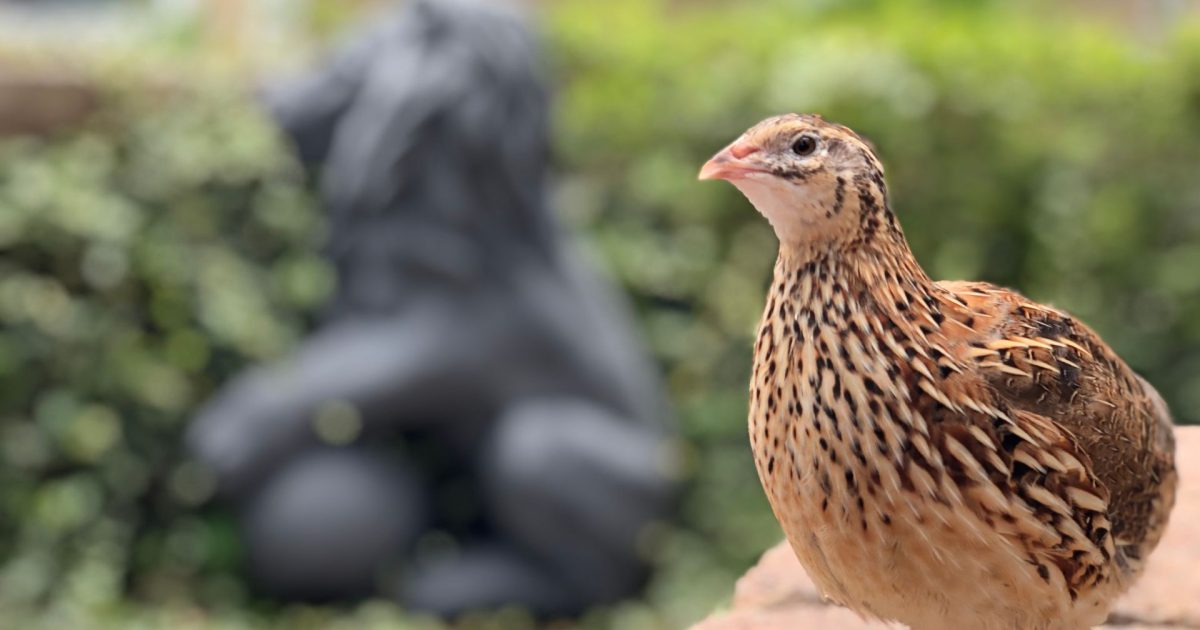 Păsările epuizate: Secretul creșterii puilor dezvăluit