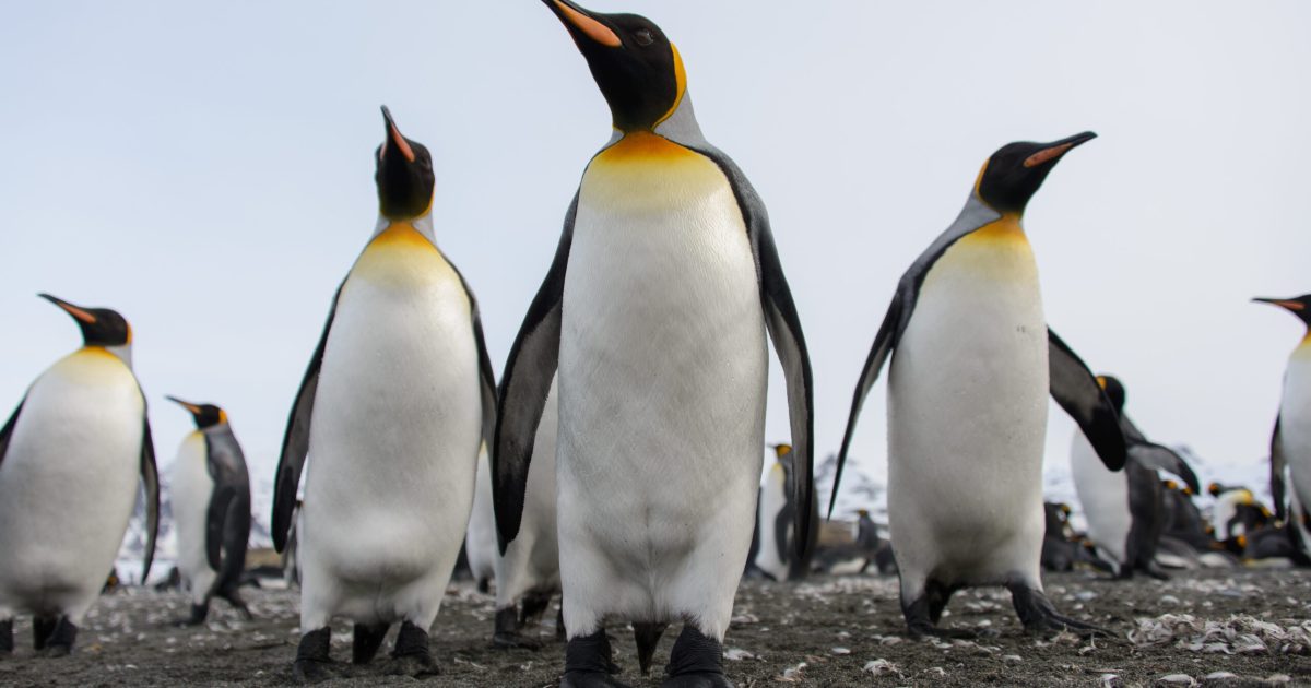 Pinguinul Imperial, pe lista speciilor pe cale de dispariție