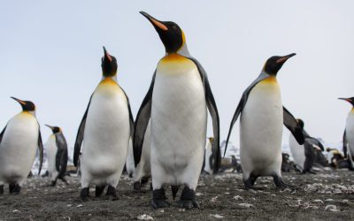 Pinguinul Imperial, pe lista speciilor pe cale de dispariție