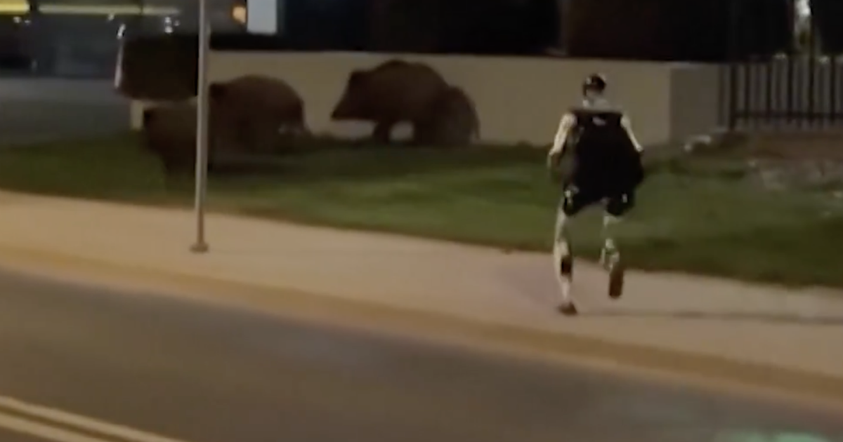 A FUGĂRIT mistreții: Scene incredibile la marginea Capitalei