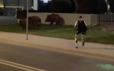 A FUGĂRIT mistreții: Scene incredibile la marginea Capitalei