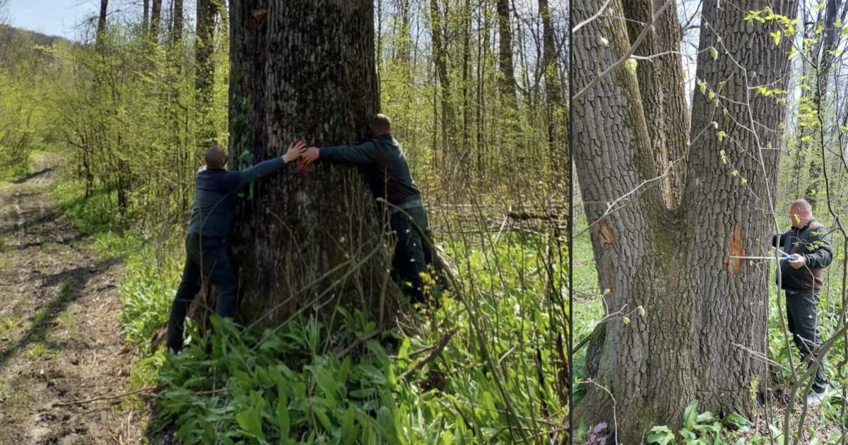 Ministrul Mediului salvează arborii seculari de lângă Iași