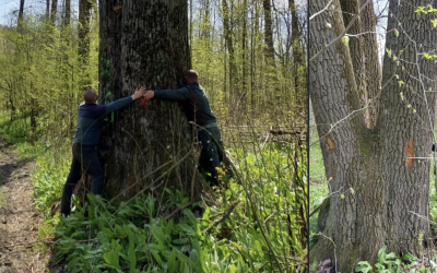 Ministrul Mediului salvează arborii seculari de lângă Iași