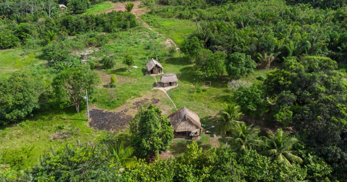 Drumuri antice de 2.700 ani, descoperite în Amazon: Sute de km de istorie