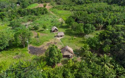 Drumuri antice de 2.700 ani, descoperite în Amazon: Sute de km de istorie