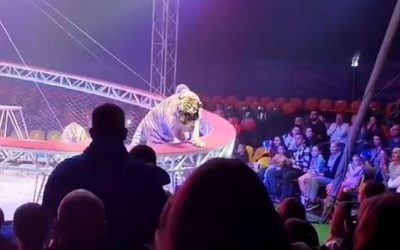 Tigru scăpat la un circ în Rusia: Panică, țipete și fuga spectatorilor